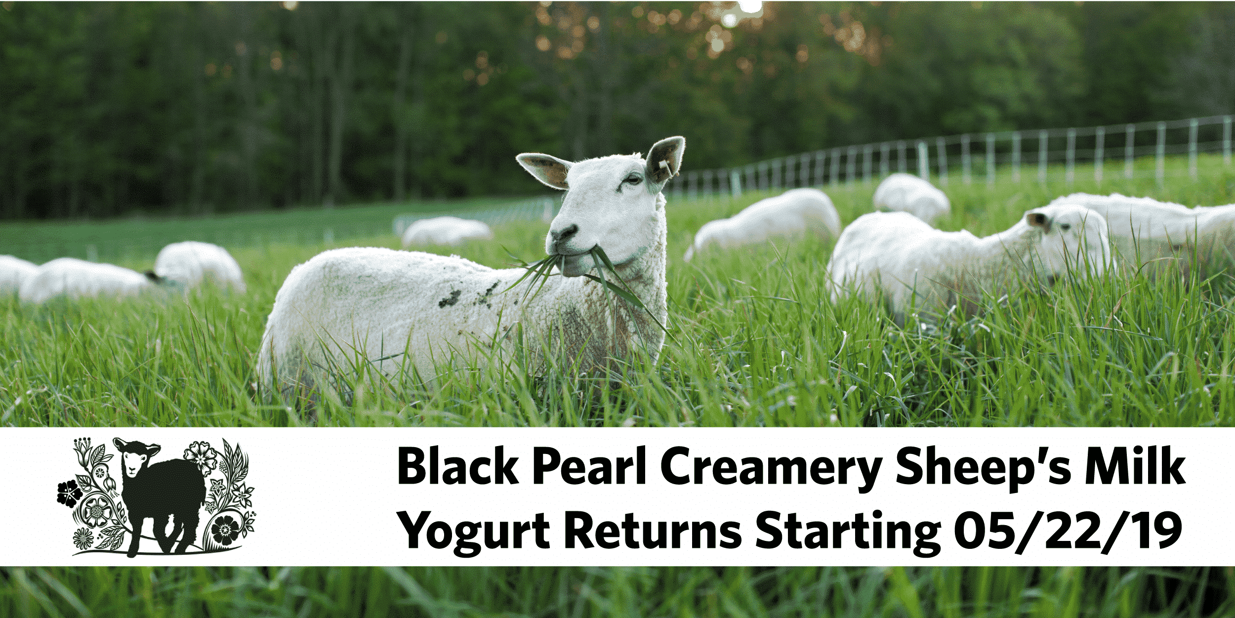 Read more about the article Black Pearl Creamery Returns