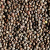 Lentils de Puy, (French) Organic 25#