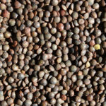 Lentils de Puy, (French) Organic   25#