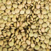 Lentils, Green, Organic 25#