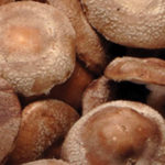 Mushrooms, Shiitake, Fresh  3#