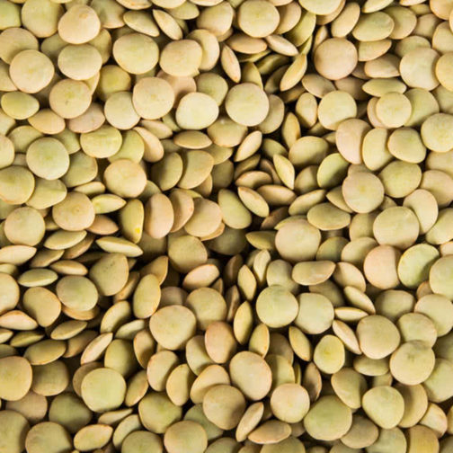 Lentils, Brown/Green 25#