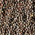 Lentils, French (Lentils de Puy)   25#