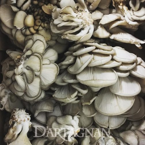 Mushrooms, Oyster, Fresh 3#