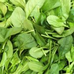 Spinach, Baby – Large Pack   10#