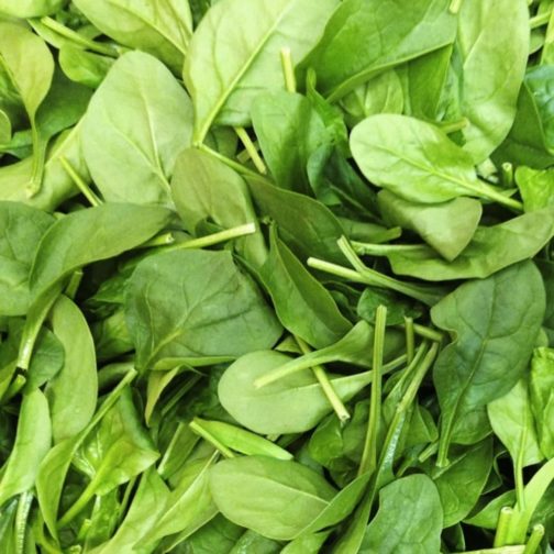 Spinach, Baby - Large Pack 10#