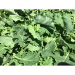 Kale, Baby Mixed   3#