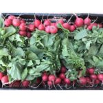 Radish, Red – Bunched   24ct