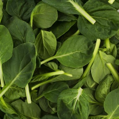 Tatsoi, Green 3#