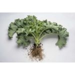 Kale, Large Leaf Lacinata – Bunched    12ct