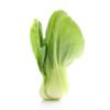 Bok Choi, Baby - Medium Pack ~10#