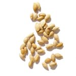 Butternut Squash Seeds, NYS Roasted & Salted S/O   25#