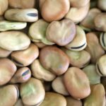 Fava Beans, Large, Whole   55#