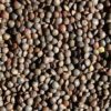 Lentils, French (Lentils de Puy) 50#