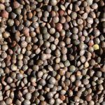 Lentils, French (Lentils de Puy)   50#