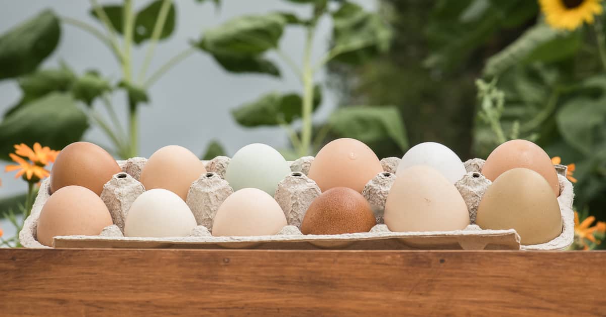 Read more about the article M&M Eggs and Poultry