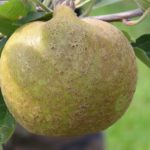 Apples, Ashmead’s Kernel   35#