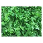 Parsley, Curly, Bunched – XL Pack OG   48ct