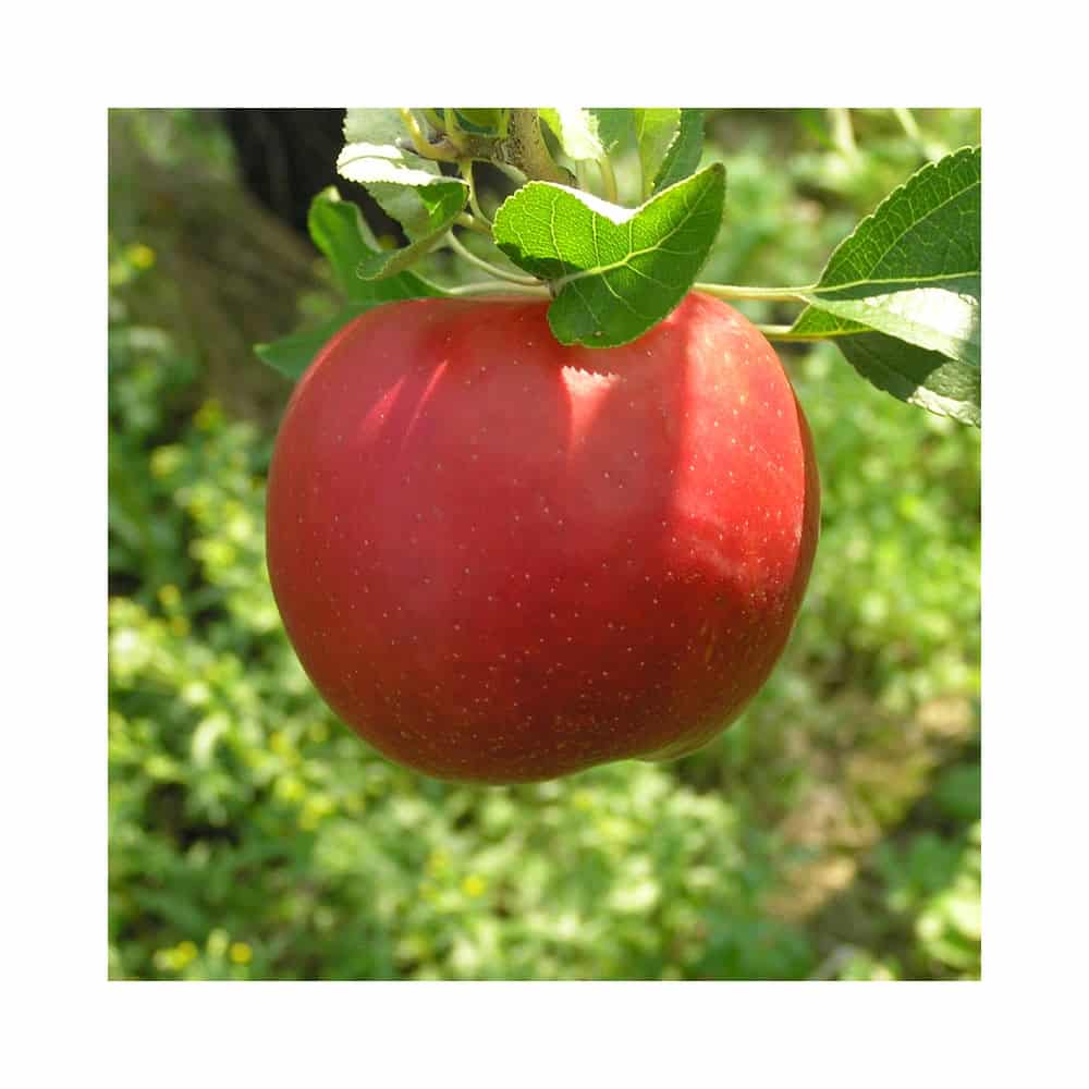Apples, Crimson Crisp 35#