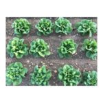 Lettuce, “Little Gem” Green Heads   24ct