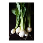 Turnips, Baby Hakurei Salad – Bunched OG   12ct