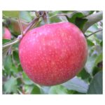 Apples, Jonagold   35#