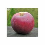 Apples, King David   35#