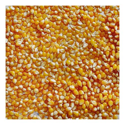 Popcorn, NYS, Organic   25#