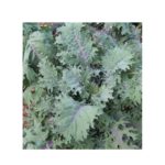 Kale, Red Russian – Bunched   12ct