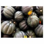 Winter Squash, Acorn Dark Green OG   35#