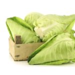 Cabbage, Filderkraut Pointed OG   35#