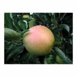 Apples, Goldrush   35#