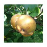 Apples, Golden Russet   35#