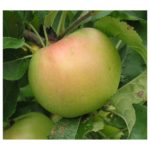 Apples, Newtown Pippin   35#