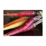 Carrots, Rainbow OG   25#