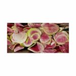 Radishes, Watermelon – Medium Pack   20#