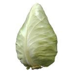 Cabbage, Conehead Large OG   35#