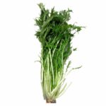 Mizuna, Bunched OG   12ct