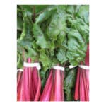 Chard, Red – Bunched   12ct