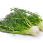 Fennel, Heads w. Fronds- Large Pack OG  24ct