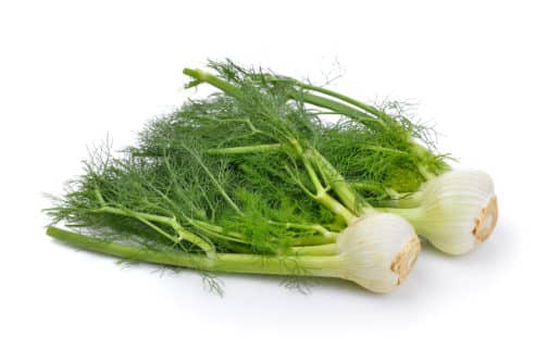 Fennel, Heads w. Fronds - Large Pack OG  24ct
