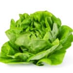 Lettuce, Green Leaf Heads OG   24ct