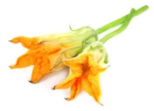 Blossoms, Summer Squash - Medium Pack OG   24ct